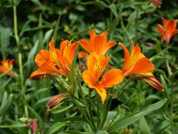 Lilies Orange Close Up Art