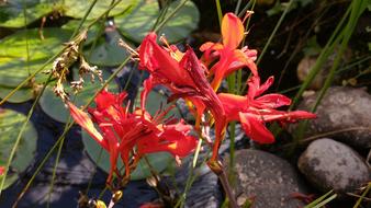 Flower Red Pond