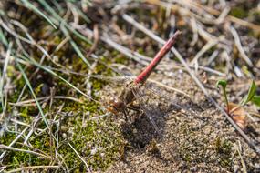 Dragonfly Flight Insect Close Up