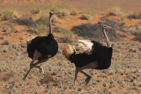 Fight Ostrich