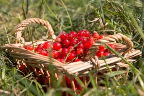 ripe berries in a basket in a meadow