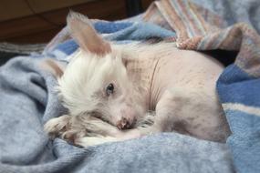 Puppy Chinese Crested Dog