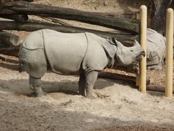 rhino scratches its nose on a log in a zoo