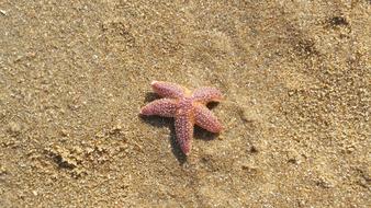 Starfish Katwijk