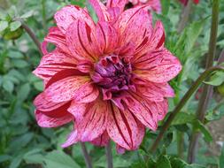 Dahlia, lush Bicolor flower close up