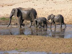 elephant family walking by the lake