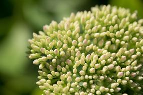 Fat Hen Close Up Flower