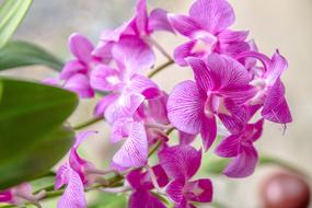 Orchid Pink