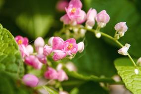 Pwgchmpo Pink Flowers