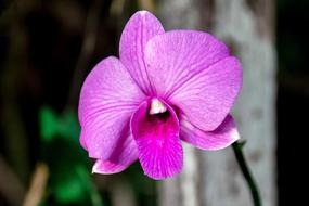 Orchid Pink