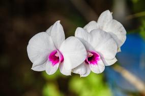 Orchid White Orchids