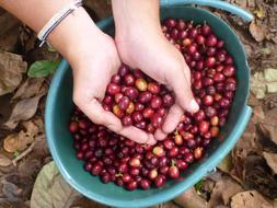 coffee red berries
