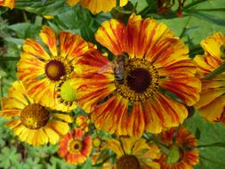 Daisy Flower Blossom