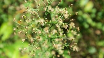 Wild Grass Nature