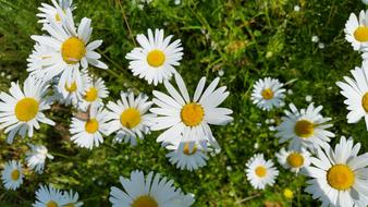 Daisy Flower