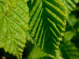 shadow on the green leaves