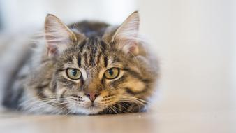 cute domestic cat sleeps on the floor