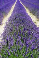 Lavender Field Lane Away