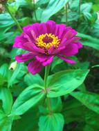 Flowers Dahlia Pink Red
