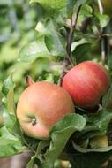 Apple Tree Red