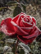 Rose Red Flower