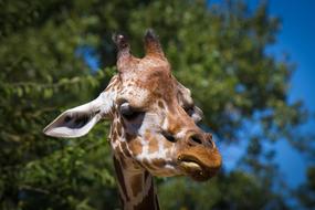 Portrait of the cute spotted giraffe near the trees