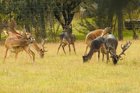 Deer Park Fallow