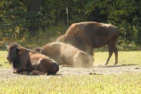 cute bison in the dust on safari