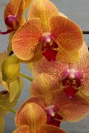 Orchid Flower Blossom