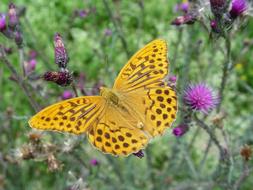 Butterfly Yellow on a blooming thistle in a blurred background