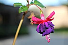 Flower Garden Purple