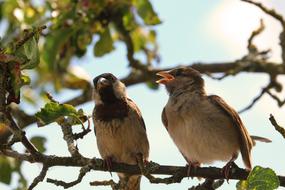 perched two sparrows