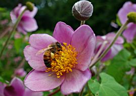 Flower Pink Bee