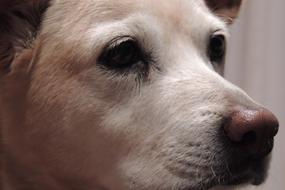 Portrait of the beautiful and cute dog with white muzzle