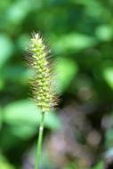 Greater Plantain Grassland Plants