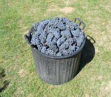 sweet purple grapes in a bucket