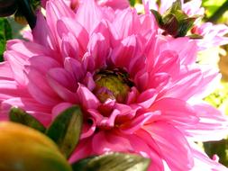 Flower Garden Dahlia