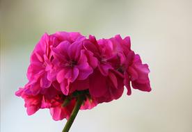 Summer Blossom Bloom