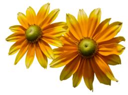 two yellow coneflowers on a white background