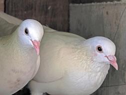 enchanting Pigeon Pair Bird