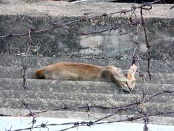 incredible Cat Animal Cute