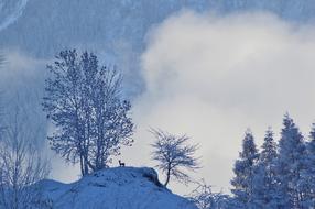 snowy forest landscape