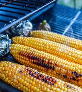 roasted corn