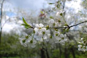 little spring flowers in the garden