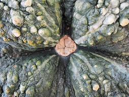 close up of green pumpkin