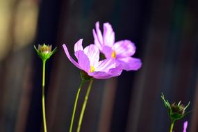 Flowers Spring