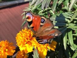 Butterfly Summer Nature