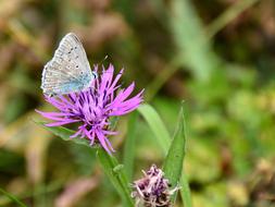 Butterfly Blossom Bloom Close