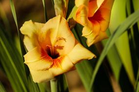 yellow Gladiolus Flower Blossoms