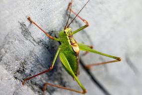 young green Grasshopper on grey surface